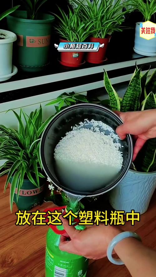淘米水浇花好吗?正确使用方法