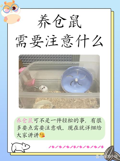 仓鼠饲养指南:笼子布置的5个关键细节