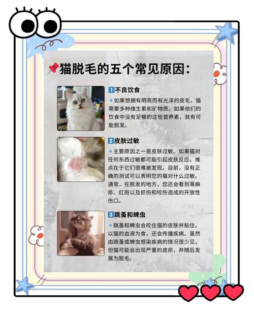 猫咪掉毛严重?这5种食物能改善毛发质量