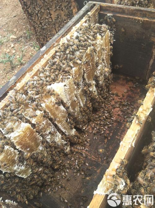用塑料瓶装蜂蜜会发酵?食品储存要点