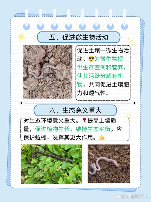 花盆里的蚯蚓松土过度?这些土壤加固方法
