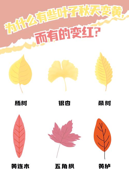 为什么树叶秋天会变黄？叶绿素分解过程解析